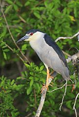 Black-crowned Night-Heron